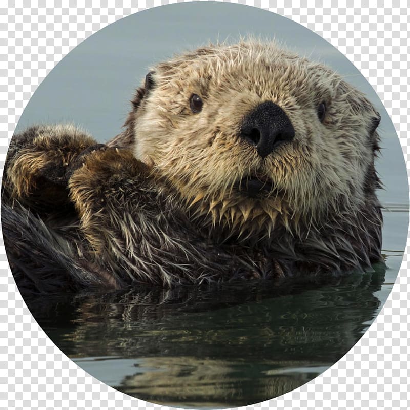 Otter